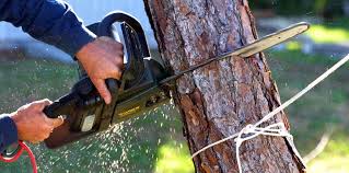 Best Fruit Tree Pruning  in Newcastle, WY