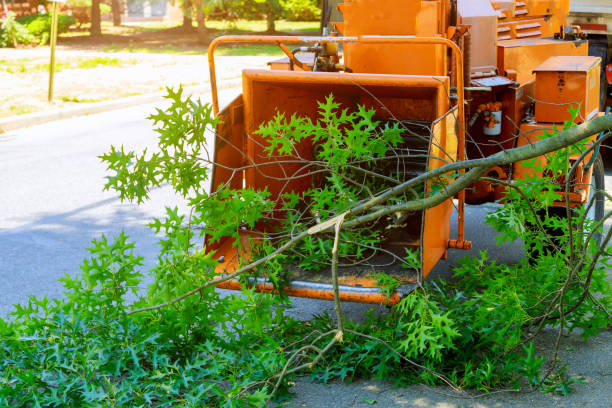 Trusted Newcastle, WY Tree Removal Experts