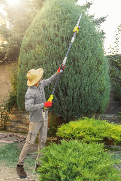 How Our Tree Care Process Works  in  Newcastle, WY